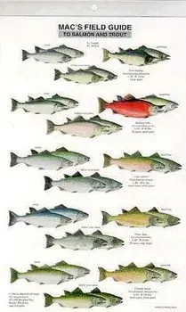 Mac's Field Guide to Trout and Salmon of North America, Paperback/Craig MacGowan