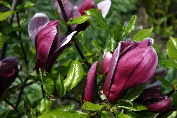 Magnolia Liliiflora 'Nigra' - Bijuteria Purpurie a Grădinii Tale