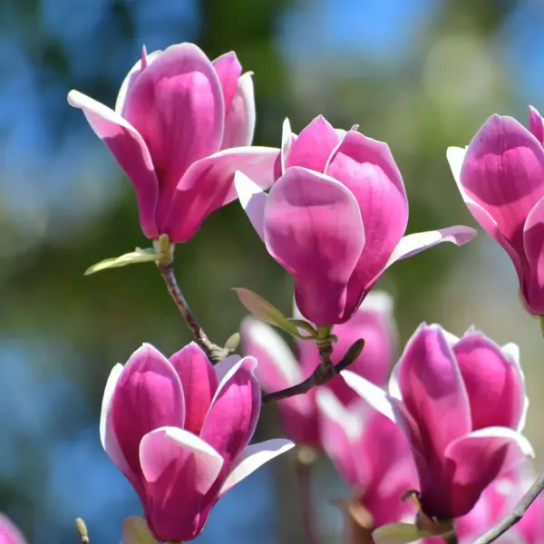 Magnolia ‘Susan’ la Ghiveci 3L (1.4-1.6m)