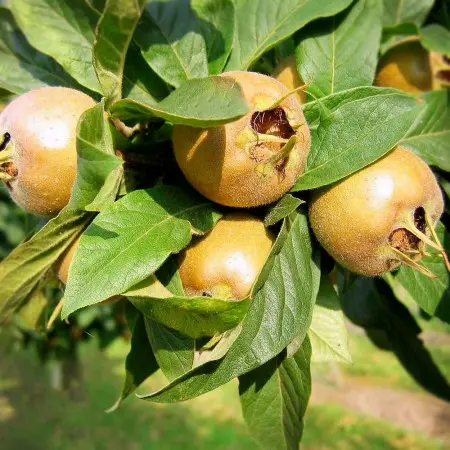 Moșmon (Mespilus germanica) autofertil la ghiveci 7L – pom fructifer rezistent la ger, cu fructe aromate