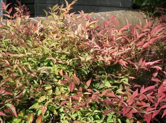 Nandina domestica ‘Richmond’ la Ghiveci 4L (60-70cm)