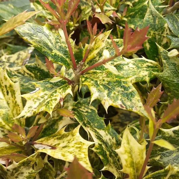 Osmanthus – ghiveci 4L, 1 m, arbust ornamental veșnic verde cu flori parfumate, ideal pentru grădină și terasă