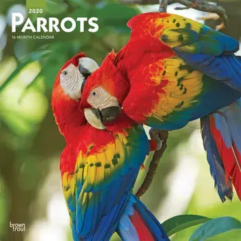 Parrots 2020 Square Wall Calendar/***