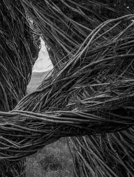 Patrick Dougherty | James Florio: Sticks, Hardback/***