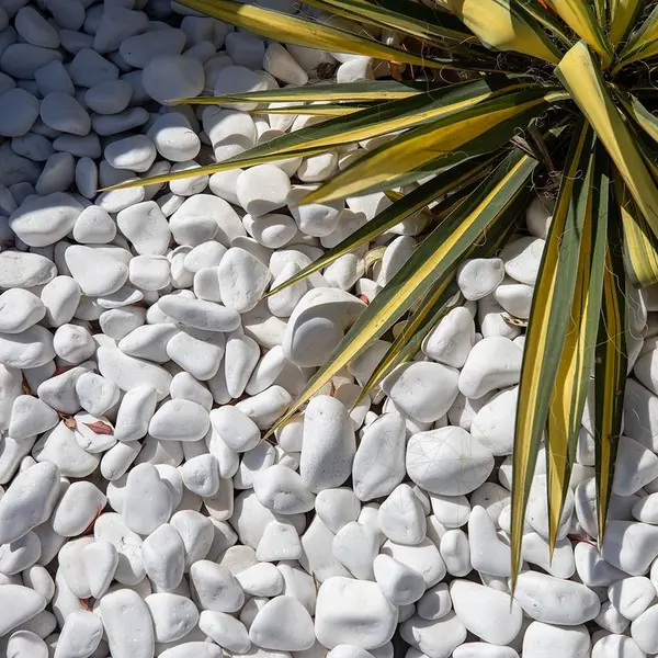 Pebbles Marmura Alba Thassos, 1-3 cm