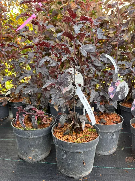 Physocarpus opulifolius „Panther” – Ghiveci C2
