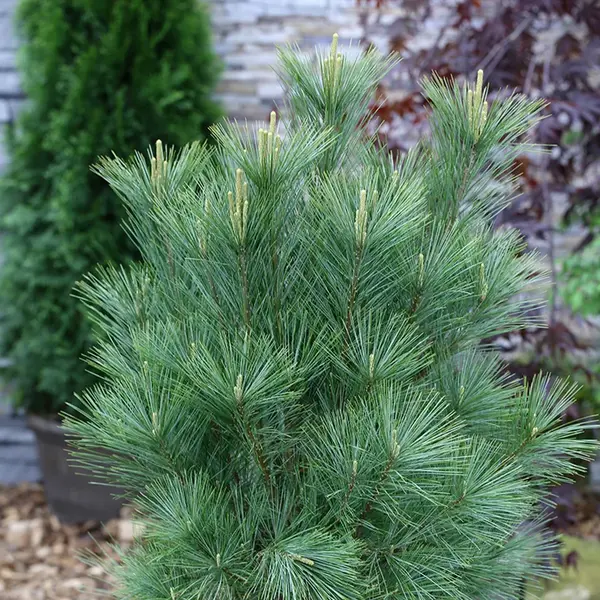 Pin de Himalaya (Pinus wallichiana) - Conifer Ornamental cu Ace Lungi, Ghiveci C2-C3