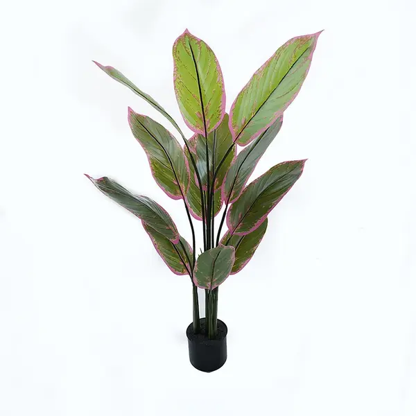 Planta decorativa cu ghiveci Calathea Verde 68x68x120 cm