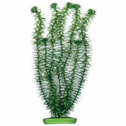 Planta Marina Anacharis - 12,5 Cm Pp503