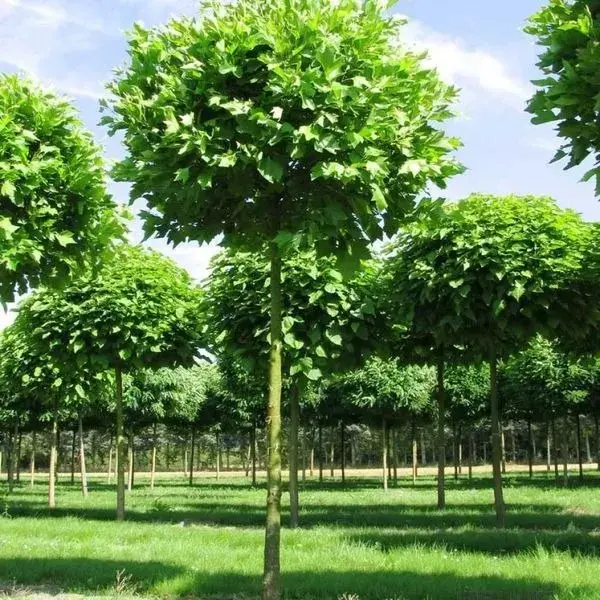 Platanus acerifolia (Platan) la ghiveci 3L (1.50-1.70m) – pom ornamental rapid crescător, cu frunzis mare și umbrelă naturală