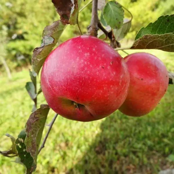 Pom Măr Idared la Ghiveci - Anul 3