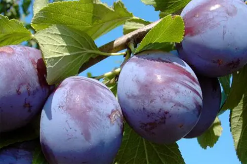 Pom Prun Centenar la Ghiveci - Anul 3