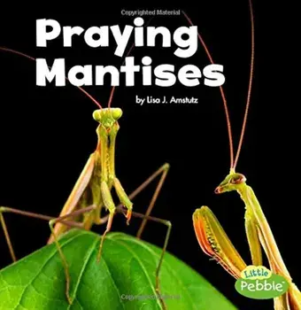 Praying Mantises, Paperback/Lisa J. Amstutz