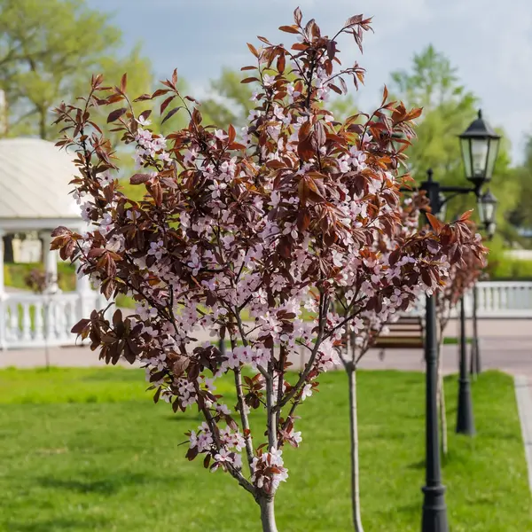 Prun Roșu ‘Nigra’ Decorativ – Puiet la Rădăcină Liberă | Arbore Ornamental cu Frunziș Mov
