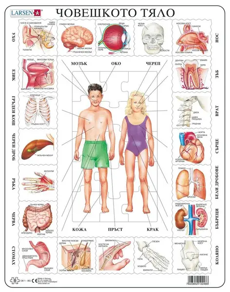 Puzzle educațional Larsen din 35 piese - Corpul uman