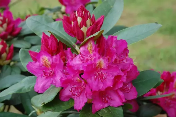 Rhododendron - Pearce's American Beauty