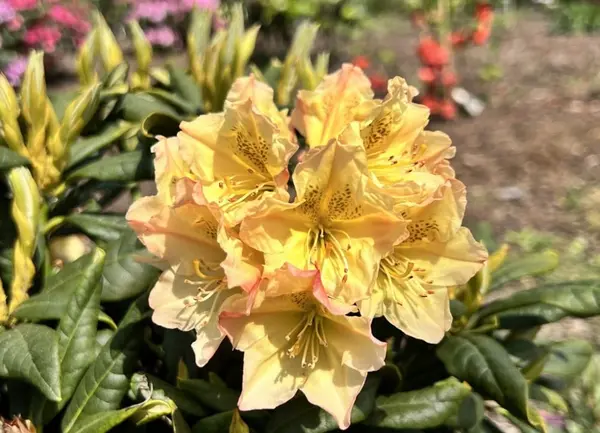 Rhododendron - Profesor Scholz