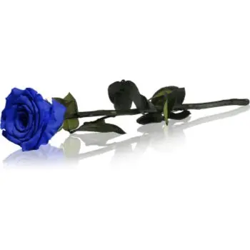 RoseAmor Blue trandafir stabilizat pe tulpină
