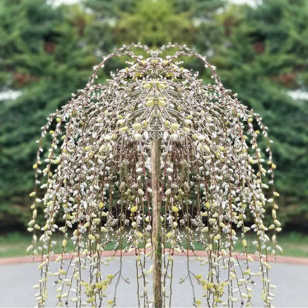 Salix caprea ‘Pendula’ - Salcie Pendula la Ghiveci 5L (1.60-1.70m)