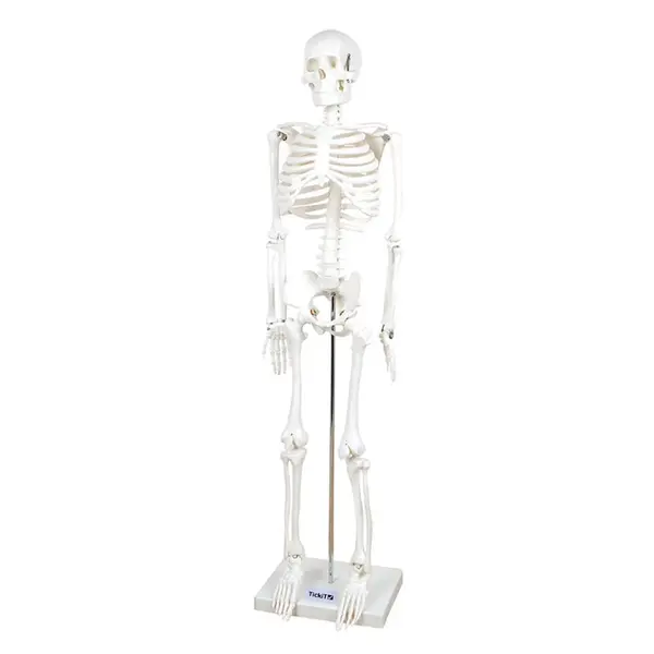 Schelet uman la jumatate de scara, 85 cm, TickiT