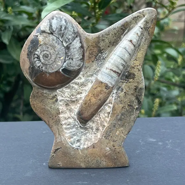 Sculptura Ammonit, Fosil Orthoceras 15 cm