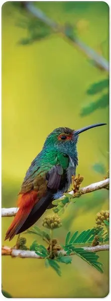 Separator de cărți 3D Simetro Books - Colibri