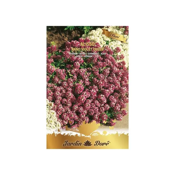 Set 4 x Seminte de Albita Pitica, Violet, 1 g, Raci Sementi