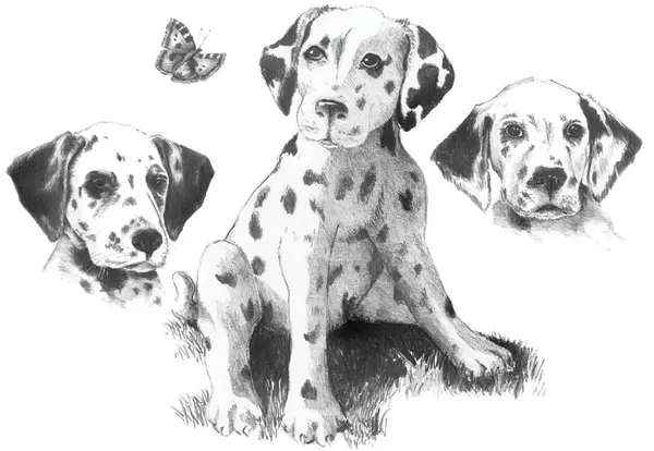 Set de desen cu creioane Royal - Dalmatieni, grafica, 29 х 39 cm