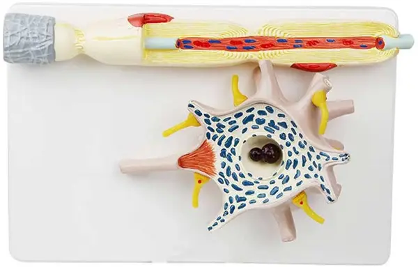Set educațional Gelsonlab - Model de neuron