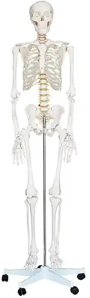 Set educațional Gelsonlab - Model de schelet uman pe roți, 180 cm