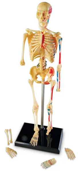Set educațional Learning Resources - Model de schelet uman, 23 cm
