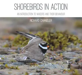 Shorebirds in Action, Paperback/Richard Chandler
