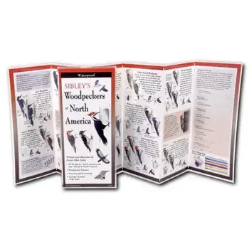 Sibley's Woodpeckers of North America, Paperback/David Sibley
