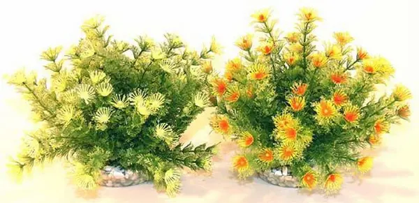 Sydeco Planta Marina Bowl 21cm 610