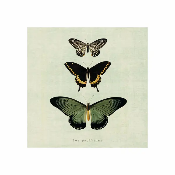 Tablou panza - Butterflies | Chic mic
