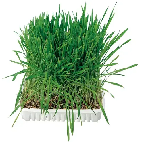 Tavita de Plastic cu Seminte de Iarba 100 g