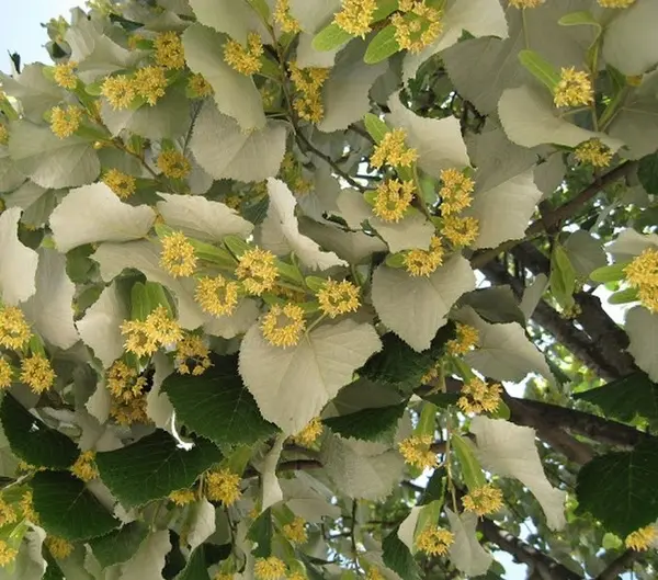 Tei argintiu (Tilia tomentosa) la ghiveci 4L – arbore ornamental cu frunzis argintiu și flori parfumate