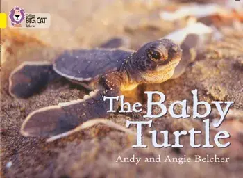 The Baby Turtle. Band 03/Yellow, Paperback/Angie Belcher