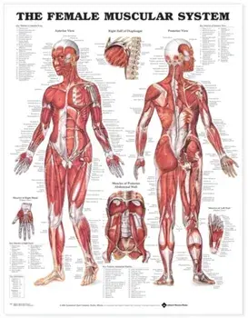The Female Muscular System Anatomical Chart/***