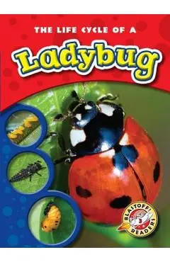The Life Cycle of a Ladybug - Colleen Sexton