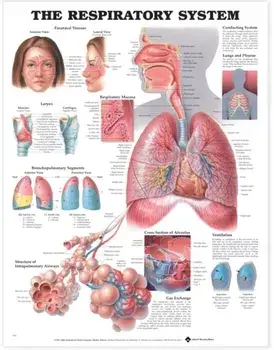 The Respiratory System Anatomical Chart/***