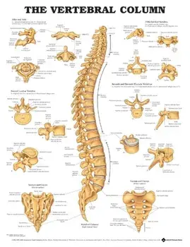 The Vertebral Column Anatomical Chart/***