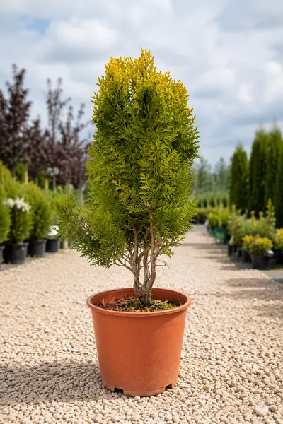 Tuia Aurea Nana 40 CM – Thuja Orientală Aurie în Ghiveci | Conifer Decorativ Compact