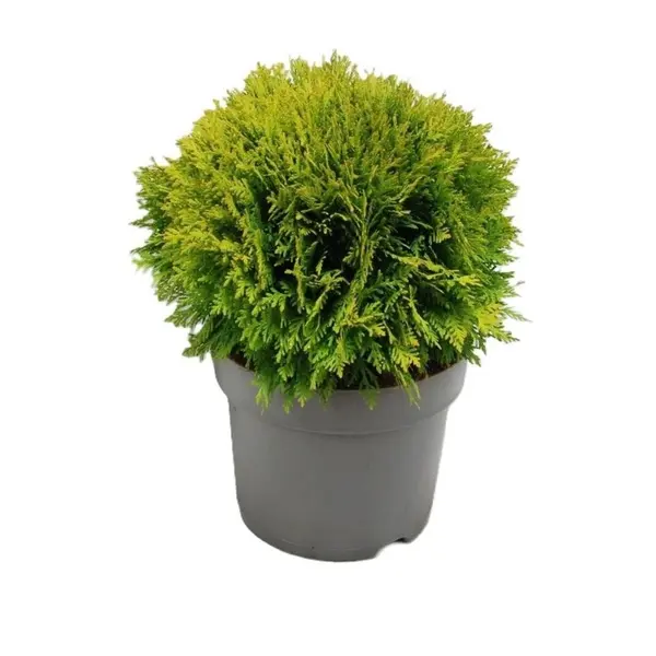 Tuia Danica – ghiveci, conifer ornamental veșnic verde, formă globulară