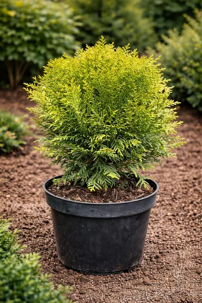 Tuia Danica (Thuja Occidentalis) - Conifer Pitic Globular, Ghiveci C3, Formă Naturală