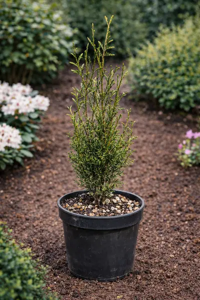 Tuia Gigantă Atrovirens (Thuja Plicata) - Gard Viu Dens și Rezistent, Ghiveci 3L