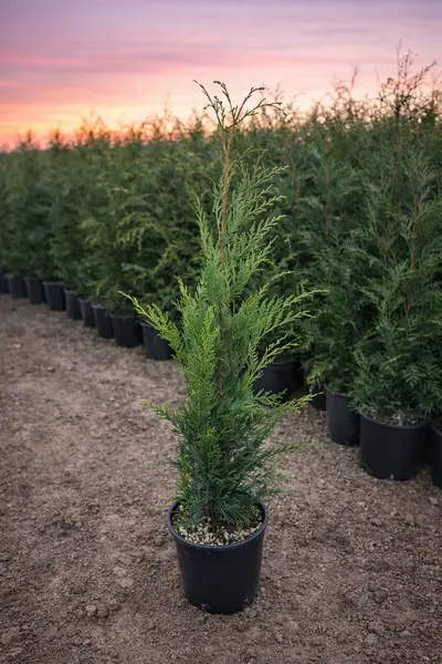 Tuia Leylandii la ghiveci 3L – gard viu rapid, dens și ornamental, ideal pentru grădini