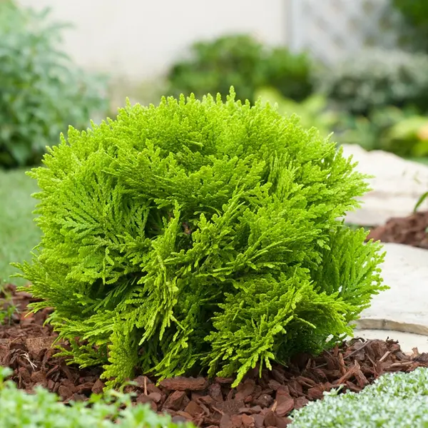 Tuia Mirijam – ghiveci 30 cm, plantă ornamentală veșnic verde