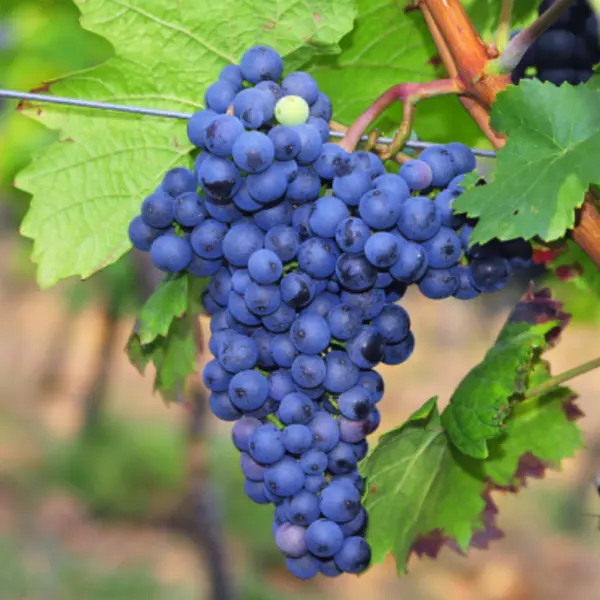 Vita de vie Merlot