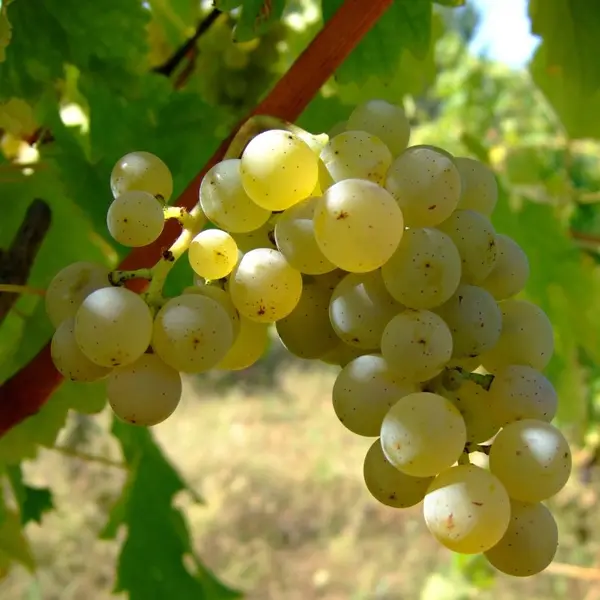 Vita de vie Sauvignon Blanc
